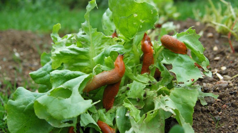 Method for pests This is the most effective method for snails. Sprinkle it evenly over your lawn and the slugs will start to burrow in and die. This way, there won't be a single pest in your garden