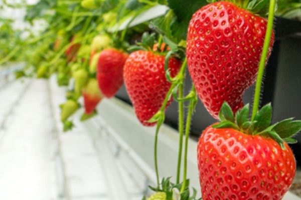 Innovations Engineers increase strawberry yields by 250%. thanks to breakthrough technology