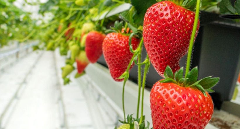Innovations Engineers increase strawberry yields by 250%. thanks to breakthrough technology
