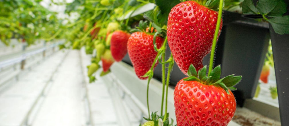Innovations Engineers increase strawberry yields by 250%. thanks to breakthrough technology