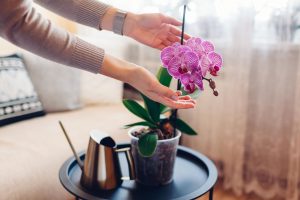 Potted flowers Forget about standing or boiled water. Water your orchids with this and you will force them to bloom in June. Stimulating orchids to bloom