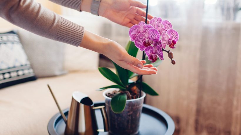 Potted flowers Forget about standing or boiled water. Water your orchids with this and you will force them to bloom in June. Stimulating orchids to bloom