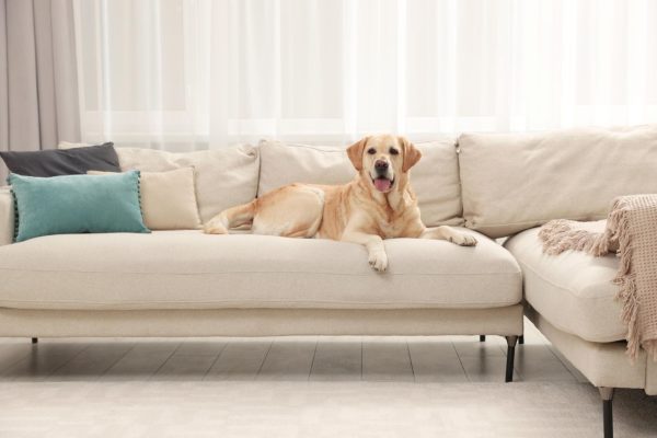 Fur on the upholstery An upholsterer friend of mine advised me to always have a rubber glove at home. Thanks to this, I have a clean couch and I don't have to vacuum it every now and then. How to remove dog hair on the couch