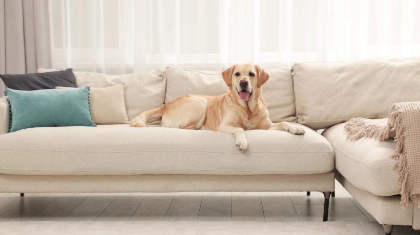Fur on the upholstery An upholsterer friend of mine advised me to always have a rubber glove at home. Thanks to this, I have a clean couch and I don't have to vacuum it every now and then. How to remove dog hair on the couch