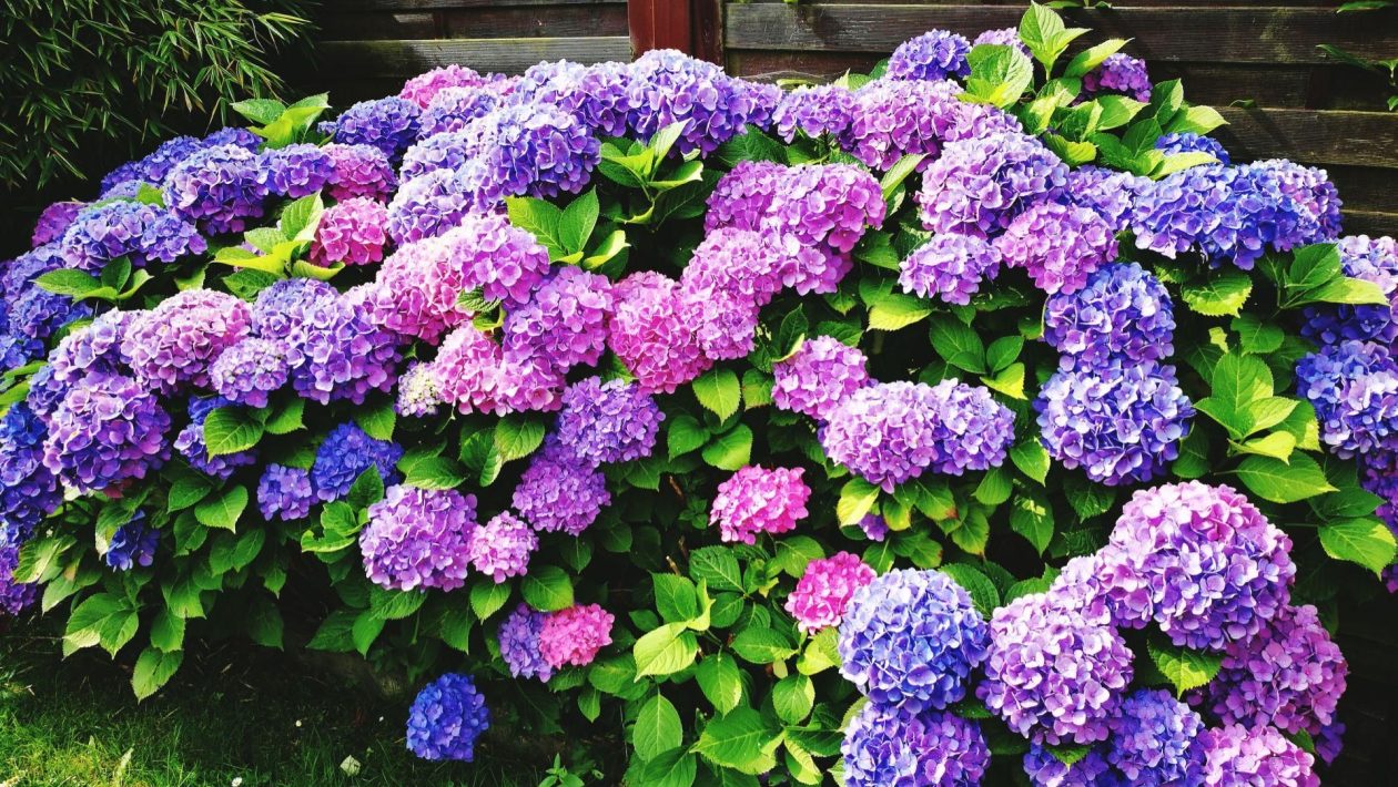Flowering shrubs Sprinkle thinly under hydrangea bushes today. You will strengthen it for hot days and protect the substrate against moisture loss. Homemade hydrangea fertilizer