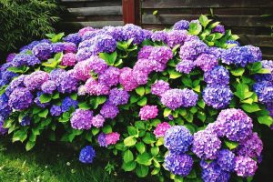 Flowering shrubs Sprinkle thinly under hydrangea bushes today. You will strengthen it for hot days and protect the substrate against moisture loss. Homemade hydrangea fertilizer