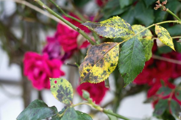 Flower care in the garden Pour boiling water and, after brewing, spray garden roses. It will fight black spot on roses like a brave knight. Home spray for roses