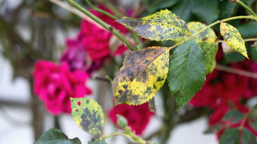 Flower care in the garden Pour boiling water and, after brewing, spray garden roses. It will fight black spot on roses like a brave knight. Home spray for roses