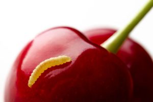 Delicious fruits of the Islands: Add 1 tablespoon to water and add the cherries. The worm larvae will come out without opening the fruit. A way to get rid of worms from cherries