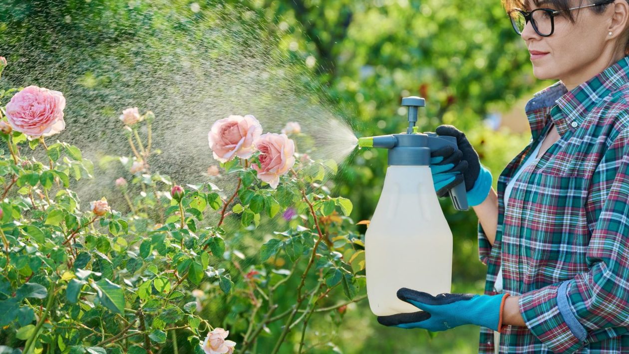 Home and garden Are your roses attacked by powdery mildew? Dissolve 10 g in water and spray the bushes. Homemade spraying for powdery mildew on roses