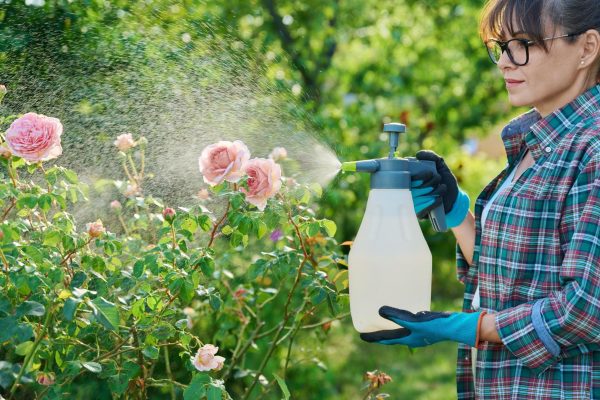Home and garden Are your roses attacked by powdery mildew? Dissolve 10 g in water and spray the bushes. Homemade spraying for powdery mildew on roses