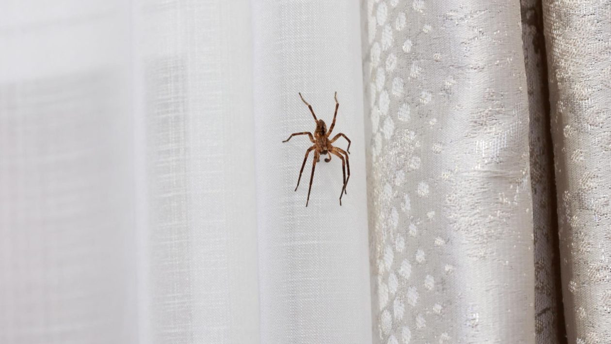 Repelling spiders You're sound asleep and he's crawling on the wall behind the bed. Better rub it on the windowsills in the evening. Spiders will give your home a wide berth. A way to deal with spiders