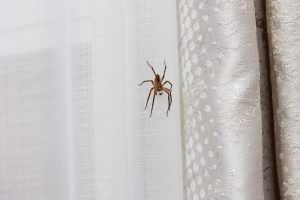 Repelling spiders You're sound asleep and he's crawling on the wall behind the bed. Better rub it on the windowsills in the evening. Spiders will give your home a wide berth. A way to deal with spiders