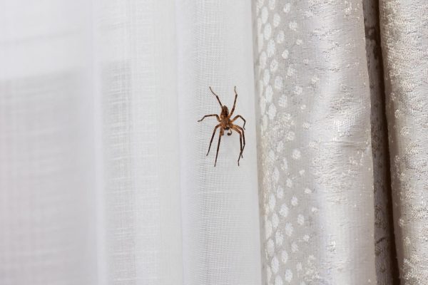 Repelling spiders You're sound asleep and he's crawling on the wall behind the bed. Better rub it on the windowsills in the evening. Spiders will give your home a wide berth. A way to deal with spiders