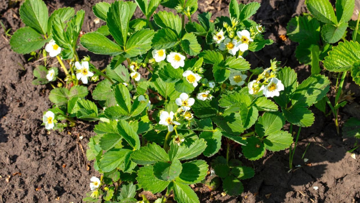 Home and garden These two fruits not only taste good, but one also serves as fertilizer for the other. In June, water your strawberries with this and they will be twice as sweet. Fertilizing strawberries