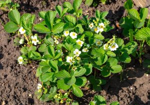 Home and garden These two fruits not only taste good, but one also serves as fertilizer for the other. In June, water your strawberries with this and they will be twice as sweet. Fertilizing strawberries