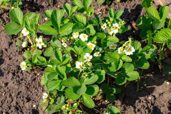 Home and garden These two fruits not only taste good, but one also serves as fertilizer for the other. In June, water your strawberries with this and they will be twice as sweet. Fertilizing strawberries