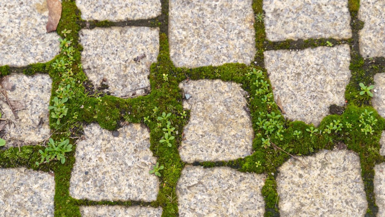 Home and garden Crumble and spread on paving stones. The moss will disappear in no time