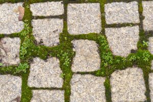 Home and garden Crumble and spread on paving stones. The moss will disappear in no time