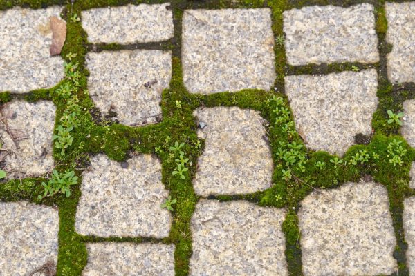 Home and garden Crumble and spread on paving stones. The moss will disappear in no time