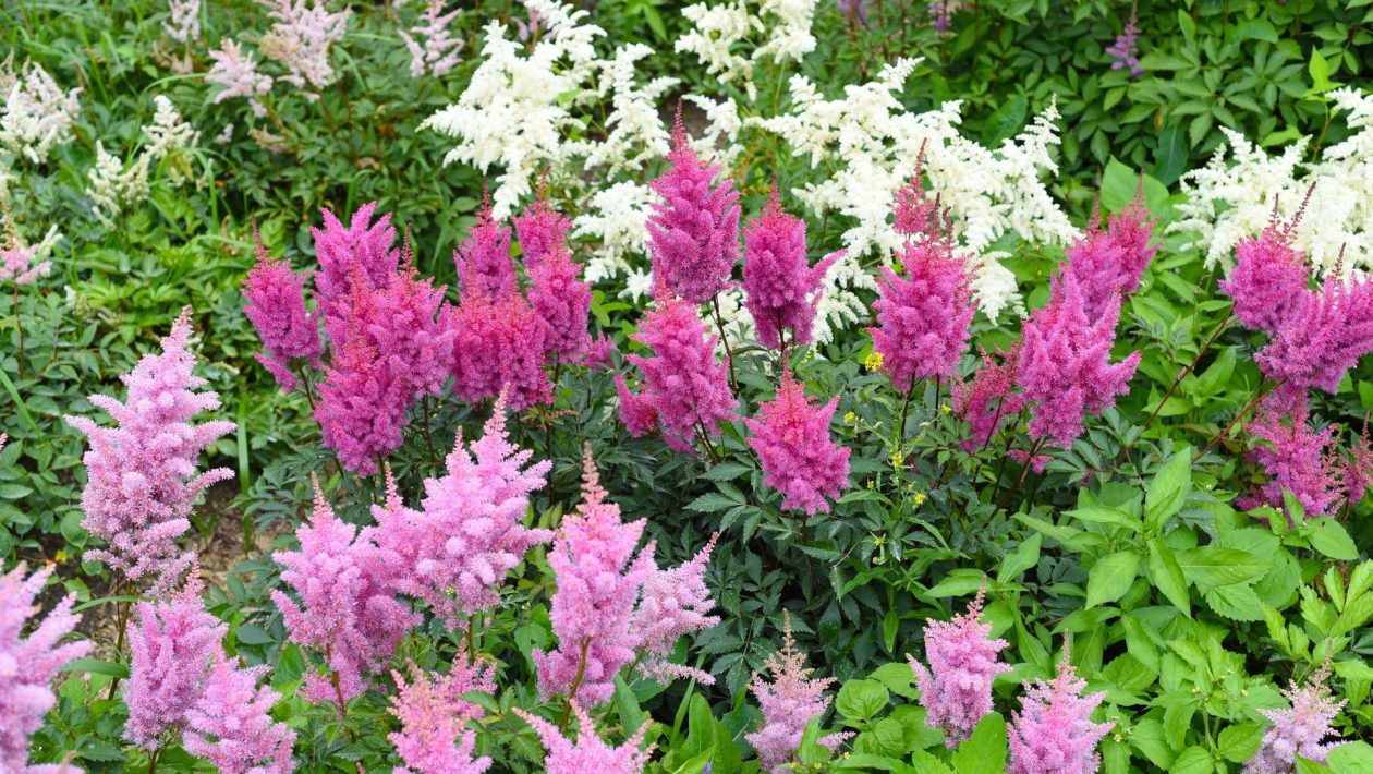 Garden in the shade Do you have a shady corner in your garden? This perennial will turn it into a colorful oasis