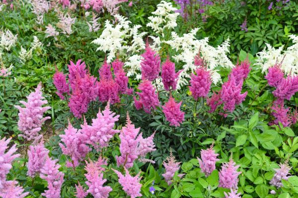 Garden in the shade Do you have a shady corner in your garden? This perennial will turn it into a colorful oasis
