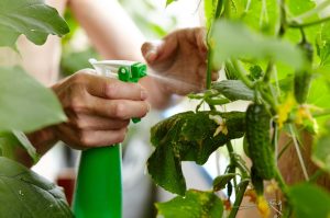 Growing cucumbers In the evening, pour water and spray cucumbers in the garden to strengthen their ripening fruit. You will protect them against the plague. Homemade spray for cucumbers