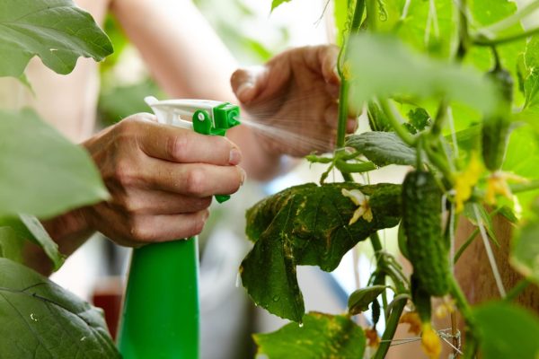 Growing cucumbers In the evening, pour water and spray cucumbers in the garden to strengthen their ripening fruit. You will protect them against the plague. Homemade spray for cucumbers