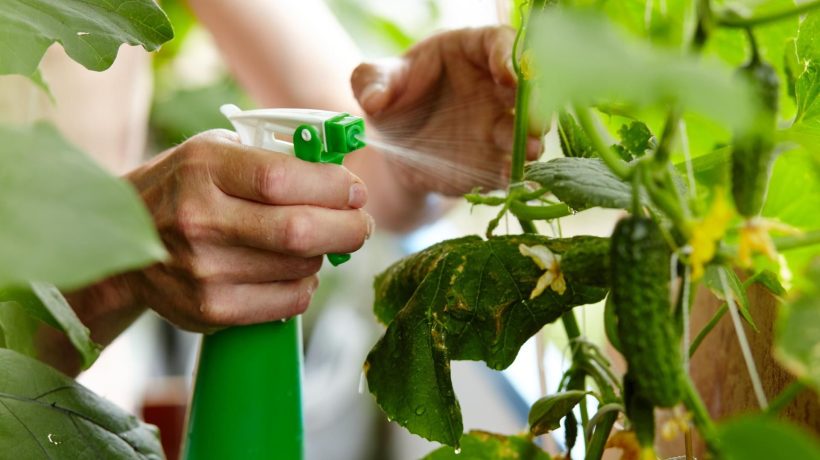 Growing cucumbers In the evening, pour water and spray cucumbers in the garden to strengthen their ripening fruit. You will protect them against the plague. Homemade spray for cucumbers
