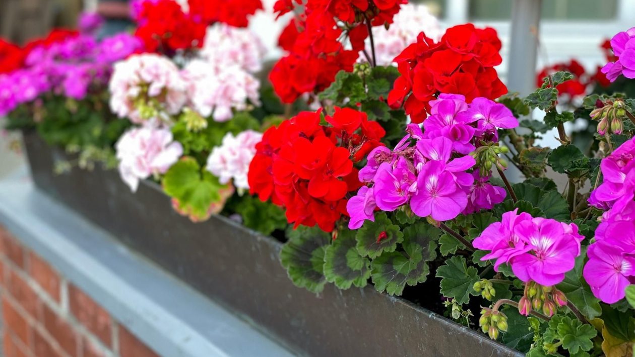 Balcony flowers Grind into fine powder and feed geraniums in June. Lush flowers will start pouring out of pots and your neighbors will be amazed. Homemade fertilizer for geraniums