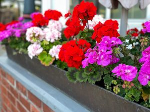 Balcony flowers Grind into fine powder and feed geraniums in June. Lush flowers will start pouring out of pots and your neighbors will be amazed. Homemade fertilizer for geraniums
