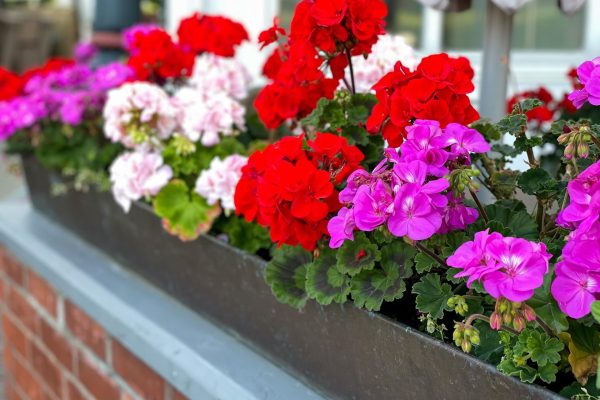 Balcony flowers Grind into fine powder and feed geraniums in June. Lush flowers will start pouring out of pots and your neighbors will be amazed. Homemade fertilizer for geraniums