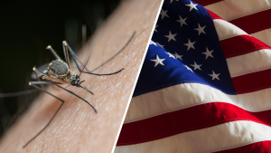 Ten soldiers in a circle, 100 mosquitoes and 40 bites: this is how the US Army tested whether insects served as a weapon
