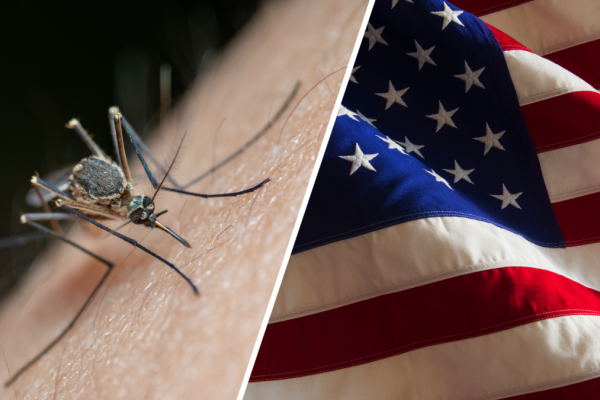 Ten soldiers in a circle, 100 mosquitoes and 40 bites: this is how the US Army tested whether insects served as a weapon