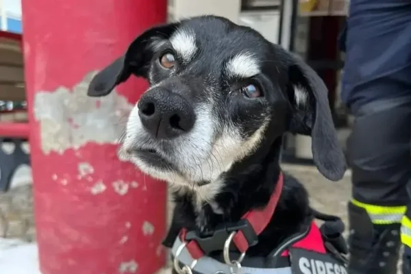 Siresp, o cão dos Bombeiros de Carcavelos e São Domingos de Rana.
