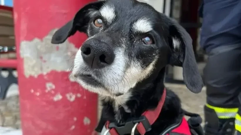 Siresp, o cão dos Bombeiros de Carcavelos e São Domingos de Rana.