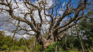 Robin Hood's Great Oak has died