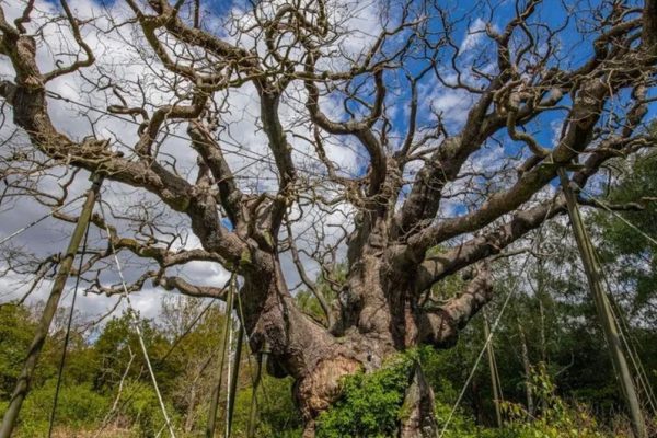 Robin Hood's Great Oak has died