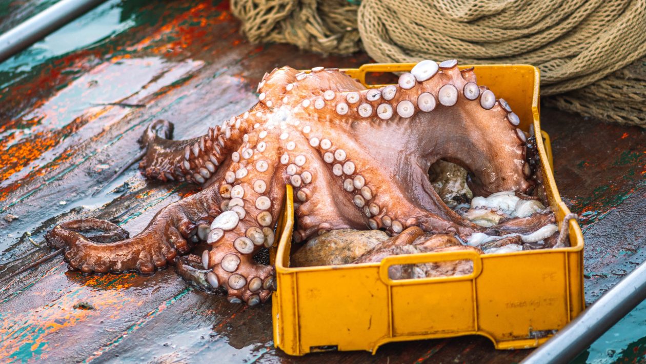 Octopus fishing in the Algarve with no closed season this year