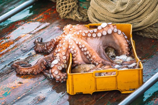 Octopus fishing in the Algarve with no closed season this year