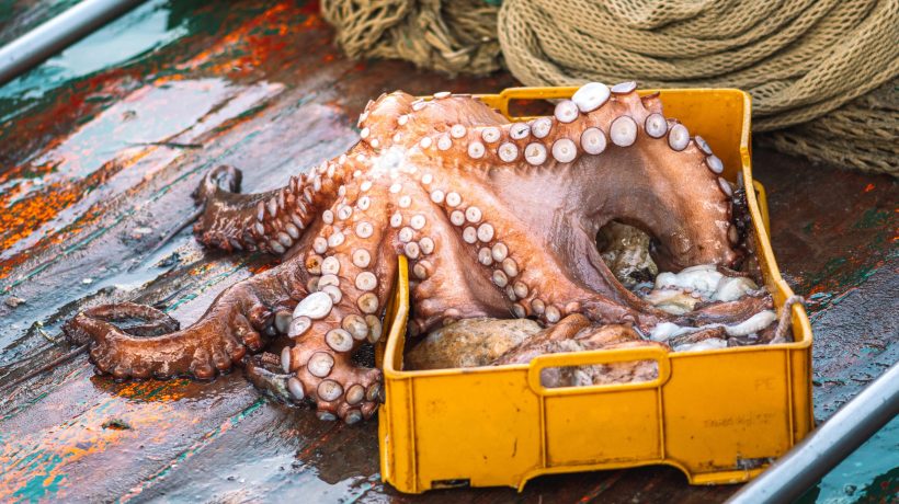 Octopus fishing in the Algarve with no closed season this year