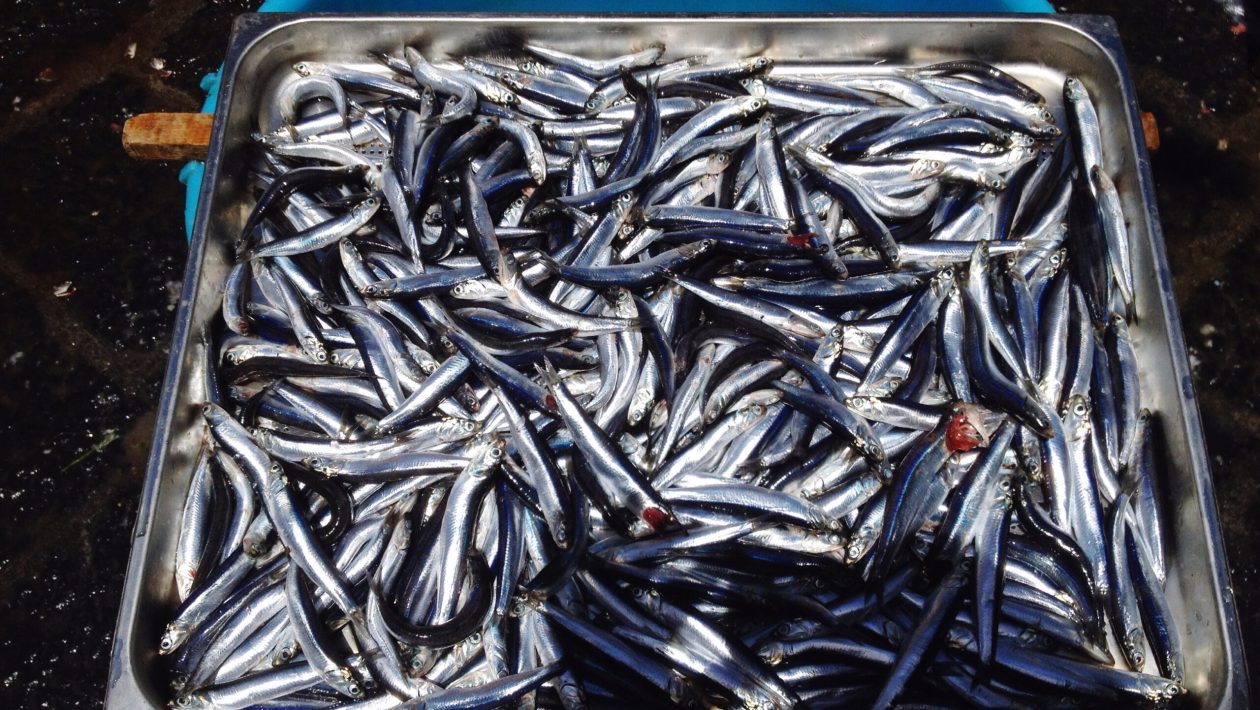 Neither tuna nor salmon: discover the fish that has more calcium than milk and provides healthy bones