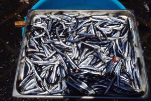 Neither tuna nor salmon: discover the fish that has more calcium than milk and provides healthy bones
