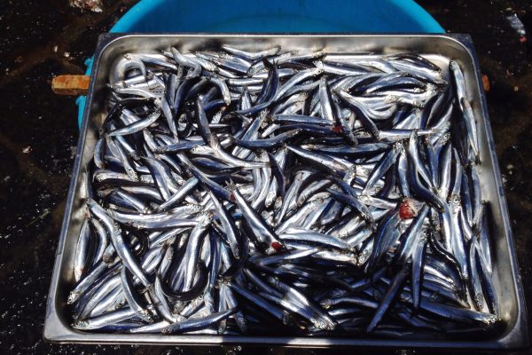 Neither tuna nor salmon: discover the fish that has more calcium than milk and provides healthy bones