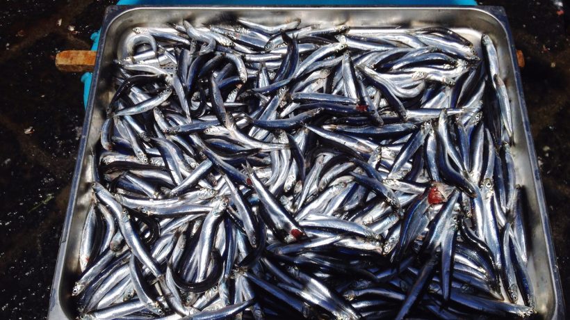Neither tuna nor salmon: discover the fish that has more calcium than milk and provides healthy bones