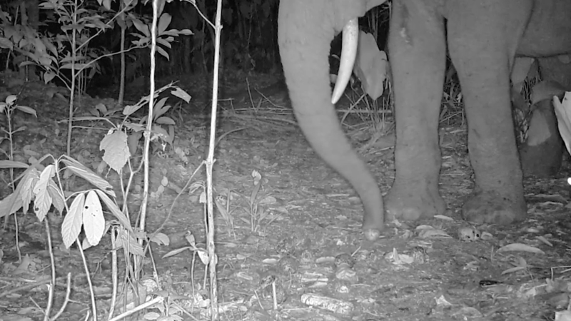 Your guitar may depend on elephant poop. This is the reason