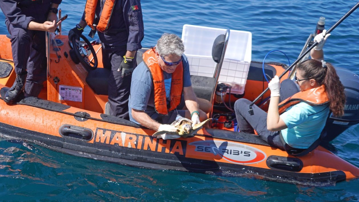 Six turtles return to the sea after rehabilitation at Porto d'Abrigo do Zoomarine