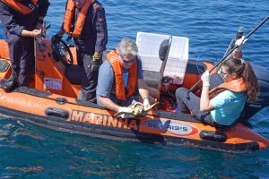 Six turtles return to the sea after rehabilitation at Porto d'Abrigo do Zoomarine