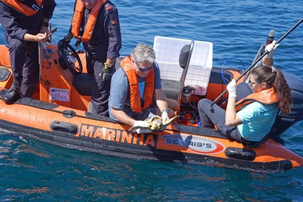 Six turtles return to the sea after rehabilitation at Porto d'Abrigo do Zoomarine