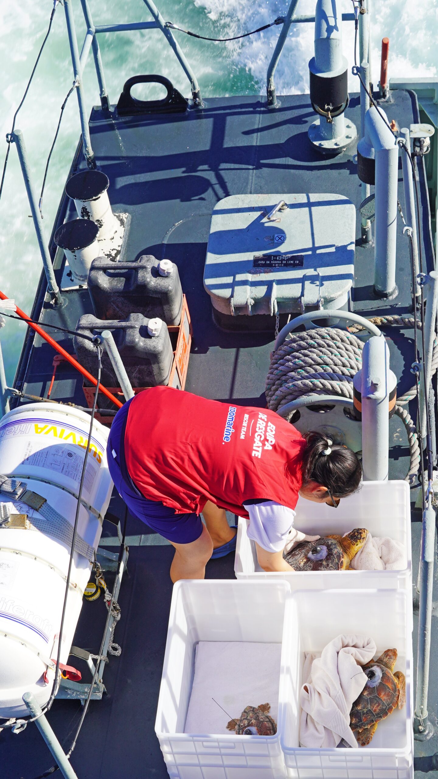 Six turtles return to the sea after rehabilitation at Porto d'Abrigo do Zoomarine